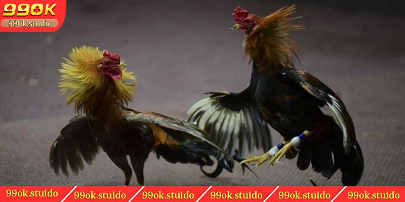 Giới thiệu về đá gà trên mạng
